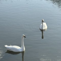 白鳥さん